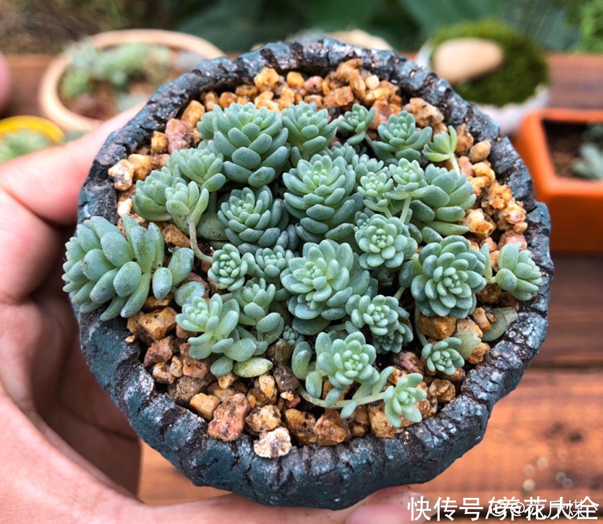 佛手|人气超高的景天科多肉，选得好也要养得好，网友：太美了