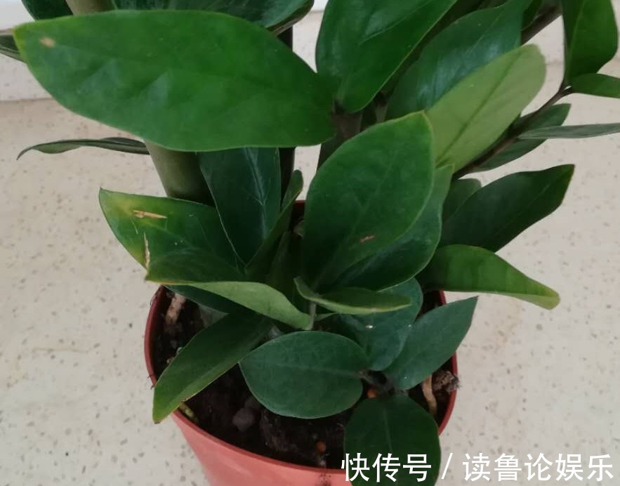 对流|不知道金钱树有3怕2喜，只会越养越差，枝叶稀疏、不长新芽