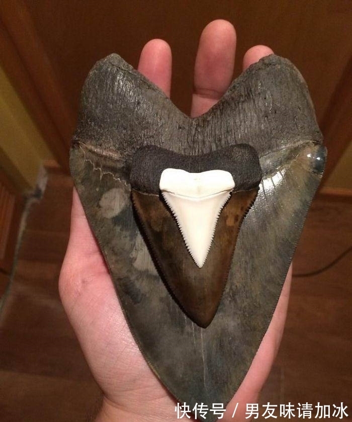 巨齿鲨#20张对比图,这将使您能够从未见过的角度看事物,第四期