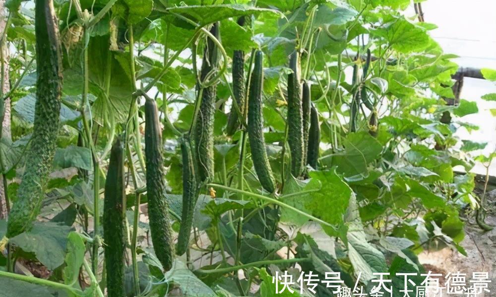 解馋|私藏30年腌黄瓜的配方，1小时就能吃，清脆爽口不易坏，太解馋了