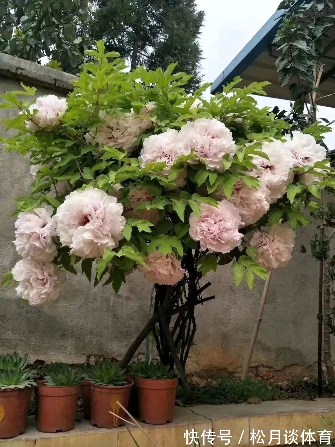 金枝玉叶|公认好养的5种花,能活一百年,开花吉利带仙气,越养越值钱