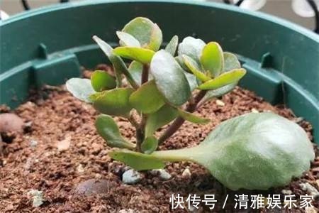 生根|长寿花剪下来的枝条别浪费,教你插土里,一年不用买花了!