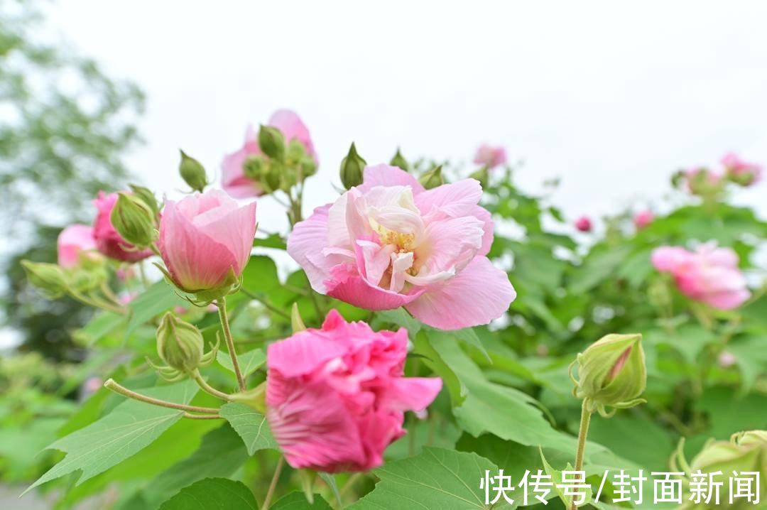 天府芙蓉花节|全城赏芙蓉、网红打卡地、芙蓉文创市集 为期两个月 第四届天府芙蓉花节正式落幕