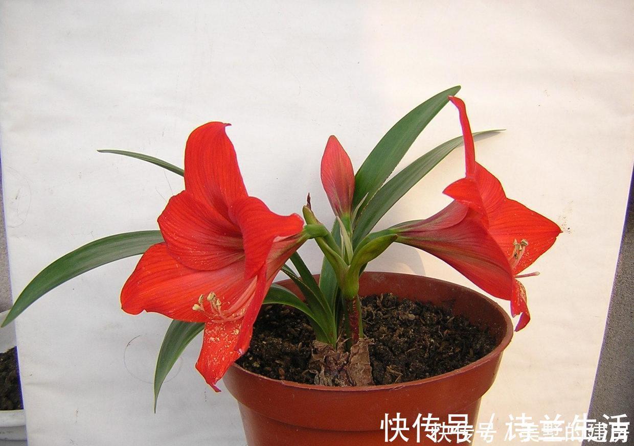 花色|都是朱顶红,洋朱顶红与土朱顶红有何区别?看准这几点不怕认错了