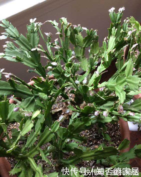 浇水|蟹爪兰“半死不活”蔫蔫的？3个技巧，叶片杠杠厚，冬天又开花