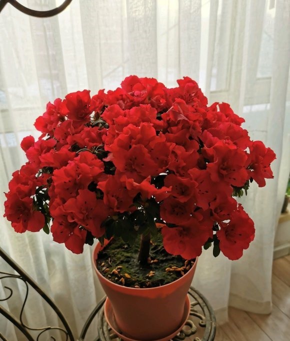 4种娇气花，就怕“当头灌”，叶片沾水就烂，浇水要谨慎