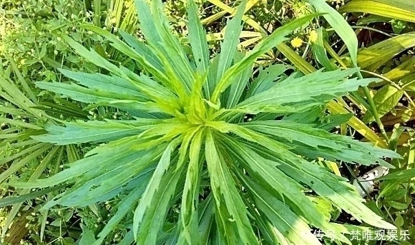 中草药|农村一种野草,农民很讨厌,却是极品中草药,止血效果非常好