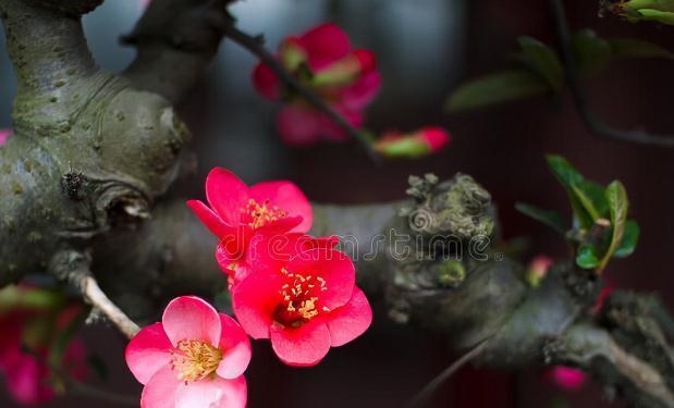 11种花一定不要再修剪，剪了影响开花，别大意