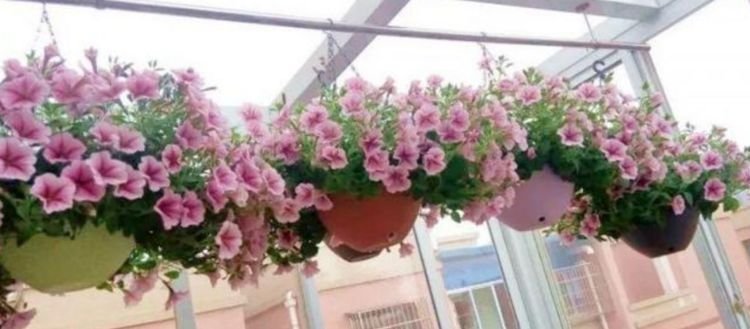 漂亮|4种最漂亮的花,春天必须来一盆,个个开花大、颜值高!