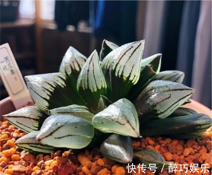 叶绿素|多肉植物为什么会变色?科学家的养肉秘籍,4招教你给多肉上色