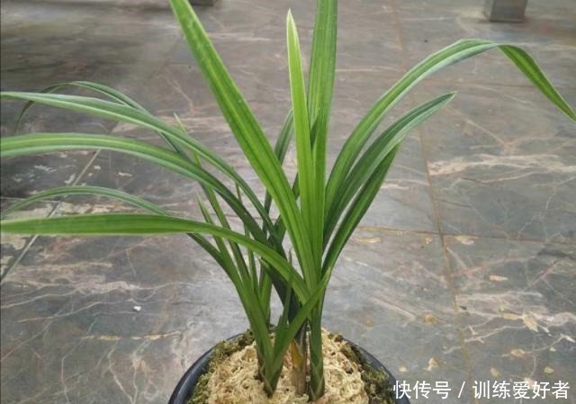 老前辈总结的兰花盖面技巧,记下一句,发芽率和出根率高一倍!