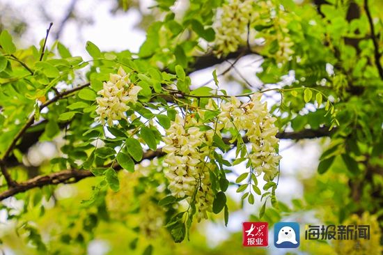 五月槐花香|又到槐花盛开时,五莲这里美如画!