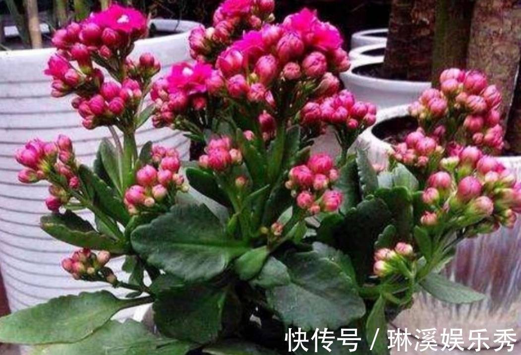 一段时间|天气转凉,入手5种花,养一段时间就能长满花苞