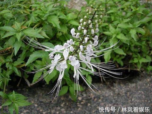 野外一种花开像猫须的野草,也叫做“化石草”,是结石的特效药