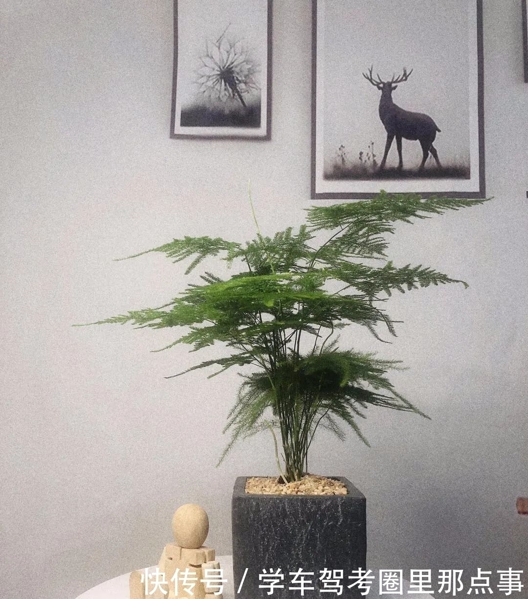 三角梅|家养六种花,个个都是“醋坛子”,隔几天喝一点醋,叶子绿油油的,越长越旺盛