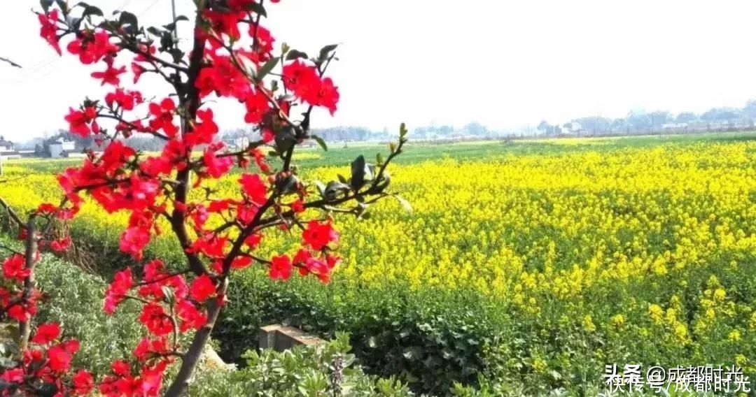 22℃的成都 7个油菜花地点 就近选择