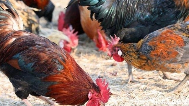 工作|男子放弃高薪工作，用八大菜系饲养蟑螂，如今每年凭此收入上亿