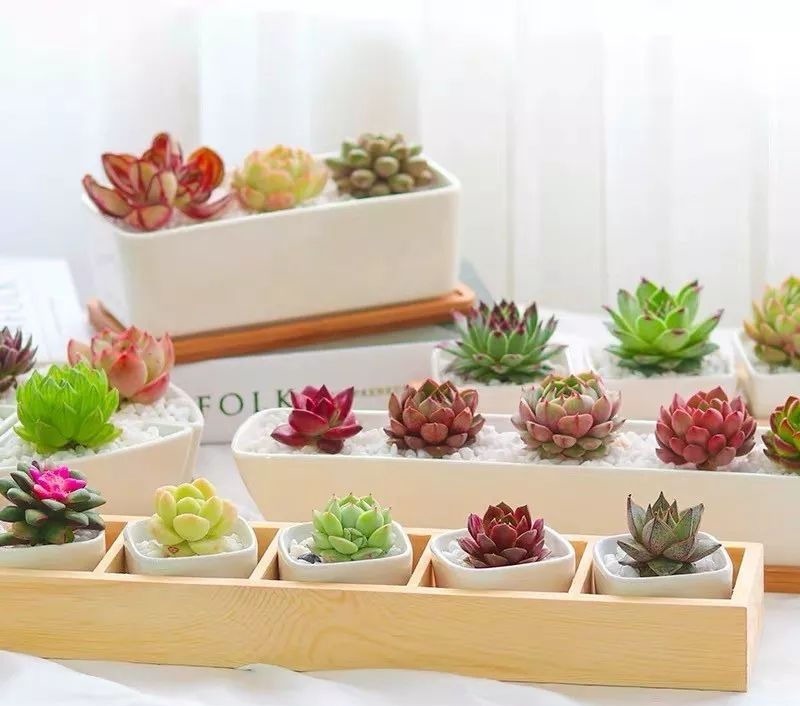 5种花要“穷养”,小花盆,少浇水,越长越精神!