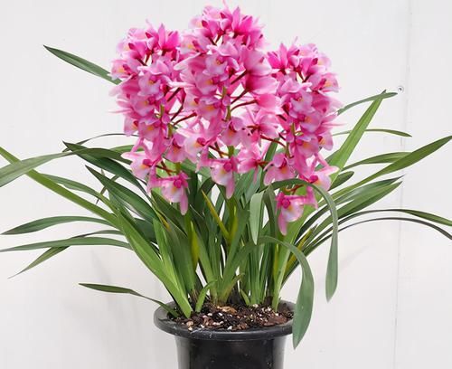  香妃|兰花中最香的品种—香妃，花大色艳，芳香四溢，花叶双馨，还好养