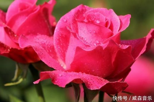 养此款花卉,很好养,四季开花,花色美丽,种植容易,盆栽养花选它