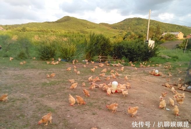 鸡蛋|人类总把鸡蛋拿走,母鸡会生气吗?看完你就明白了