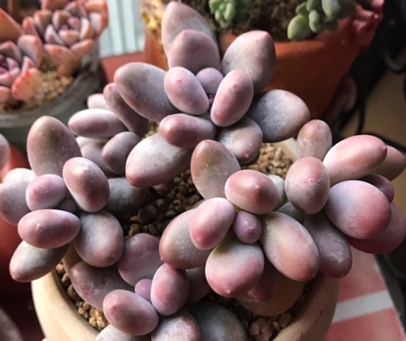 阿峰|很适合夏季养的多肉,颜值高好养活,养个让别人羡慕