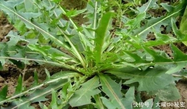 花百科|天冷就吃这种“野菜”，种子撒一把，30天长成一盆