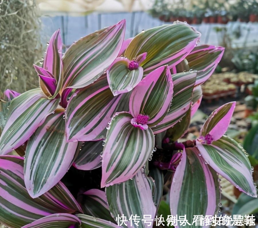 自带浪漫气质的油画婚礼吊兰,叶片似花一样好看,和吊兰一样好养