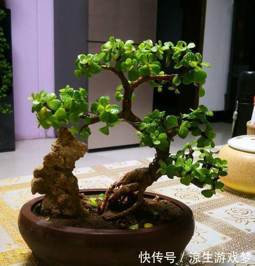 张大姐养了一种绿植，几年后大家都说太美了