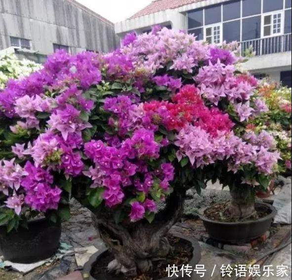 三角梅|秋季三角梅不开花太不正常!3个“逆袭”技巧,30天开花一大片