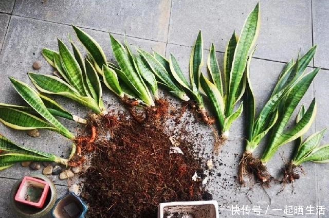 花上长了这个,再不换盆,就要憋死了!花上长了这个,再不换盆,就要憋死了!