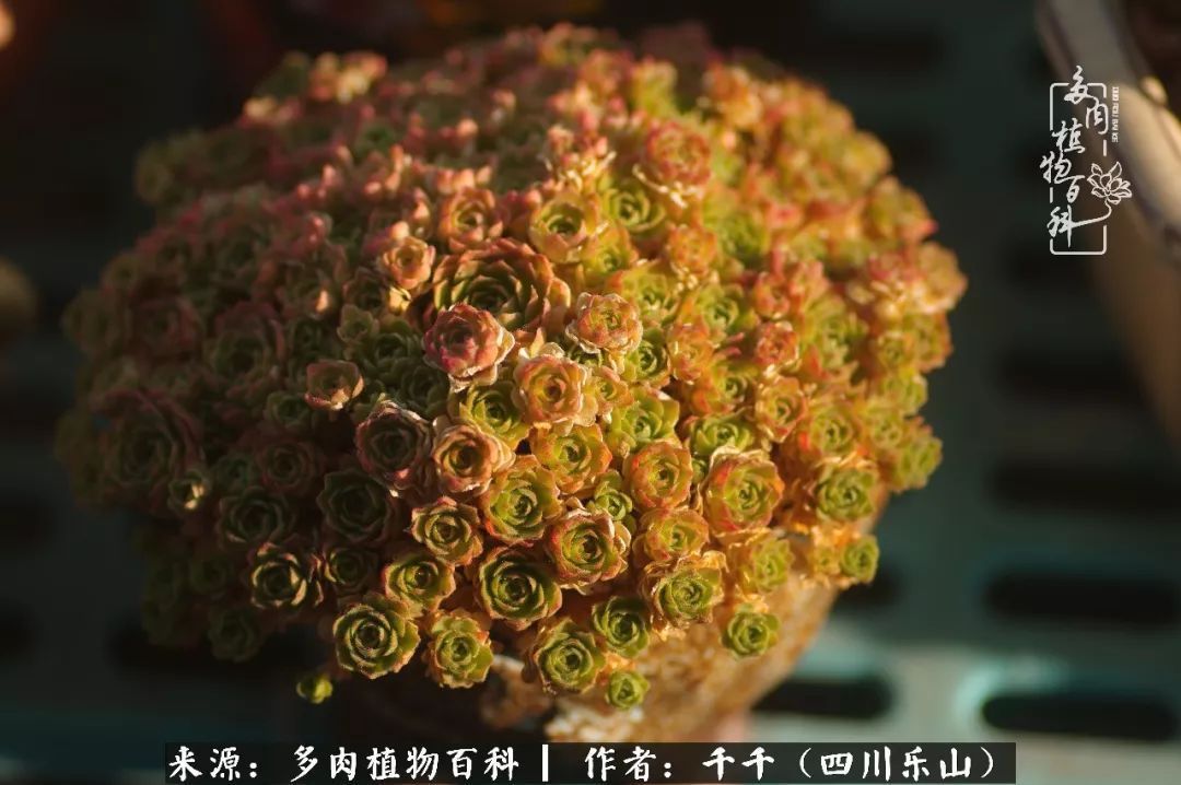 夏天日晒雨淋，秋老虎来势汹汹，你的多肉准备好逆袭了吗