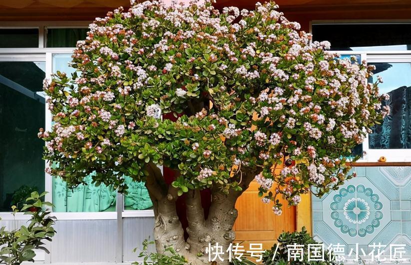 家庭养玉树:多注意4项事,长得枝叶繁茂,格外出彩