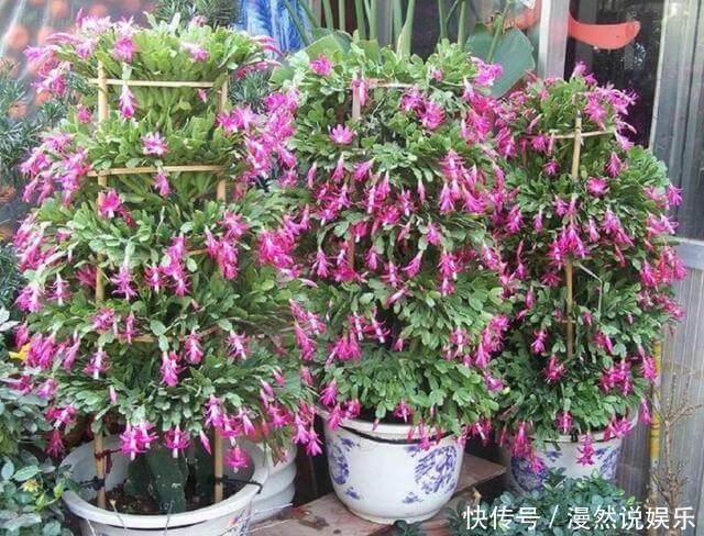 宝塔|仙人掌嫁接蟹爪兰，选对“砧木”变“九层宝塔”，太惊艳了