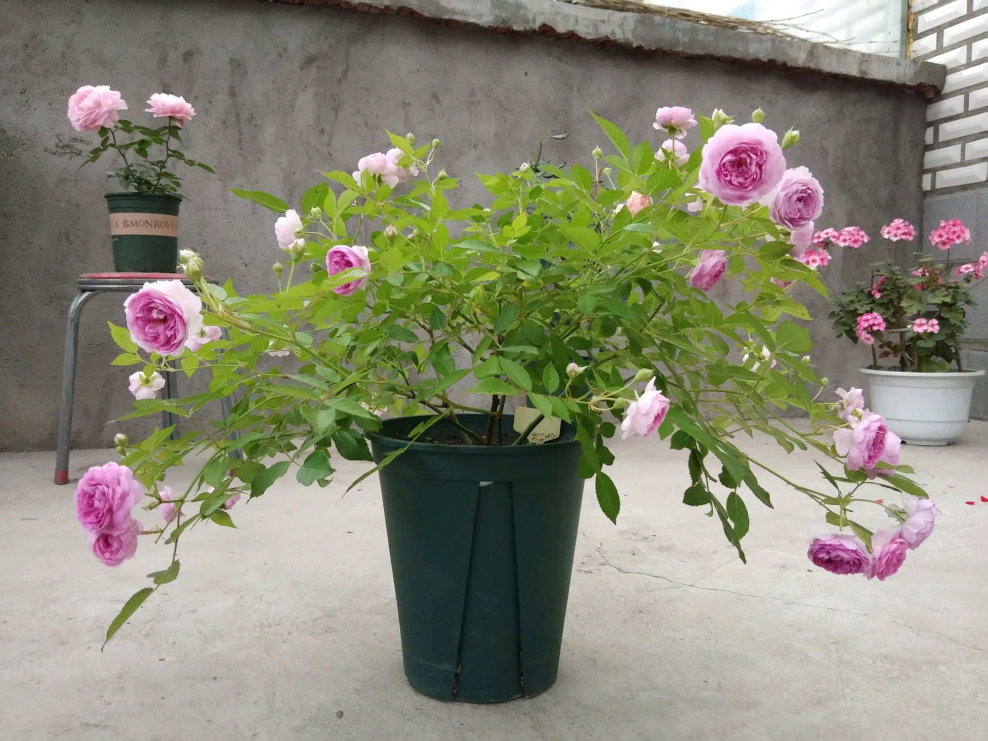 此盆栽号称开花机器，周年开花，花多易爆盆，香气怡人，还超好养