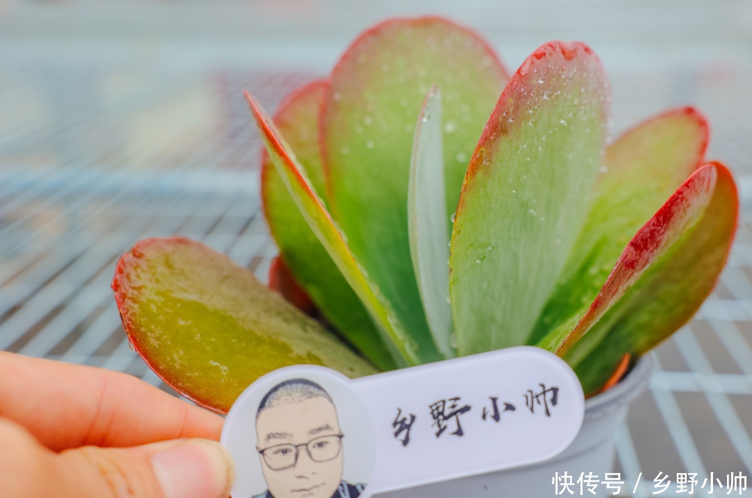 休眠|夏天肉肉会休眠?小帅介绍几种夏种型多肉,总有一款适合你