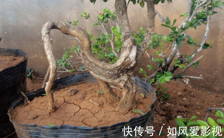 花友们|制成盆景的瓜子黄杨,搁家里能显主人品味、身份,该怎么养护?