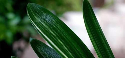 君子兰喜欢1种肥,盆土里挖洞埋一点,叶子比花美!