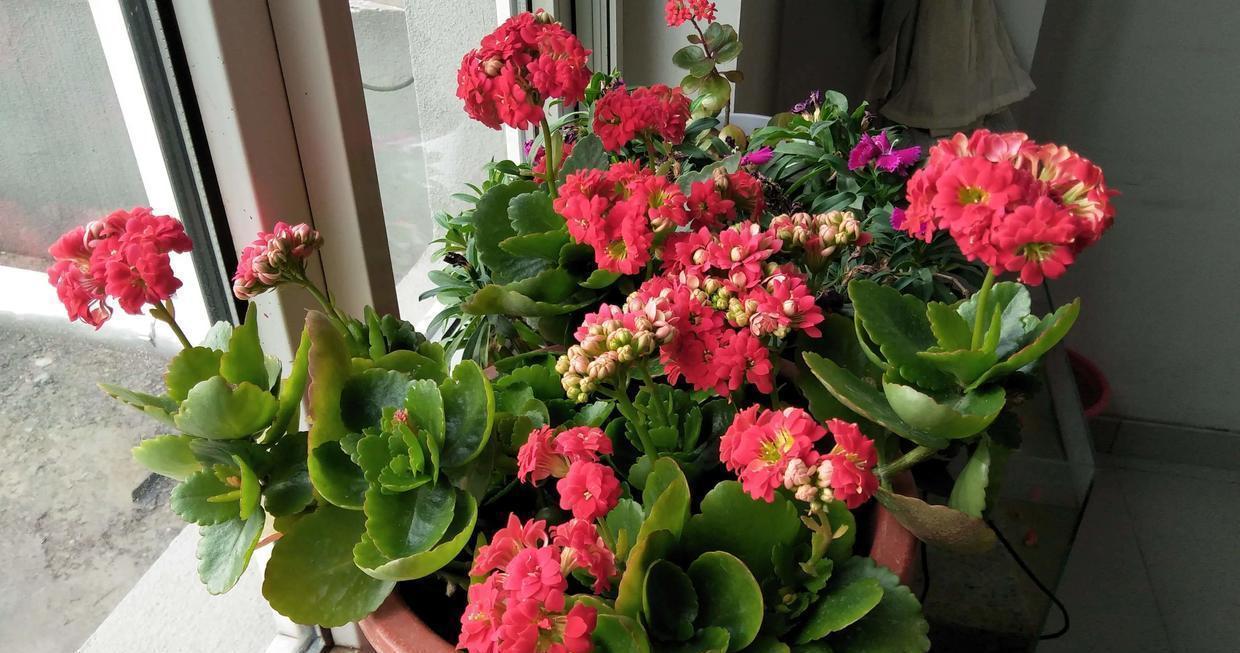 茶花|天气冷,六种花要干养,少水多晒才健壮,养成老桩更旺家