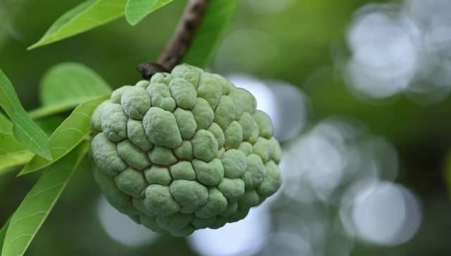 没吃过|全球最稀有的5种水果,先别说吃没吃过,你见过吗