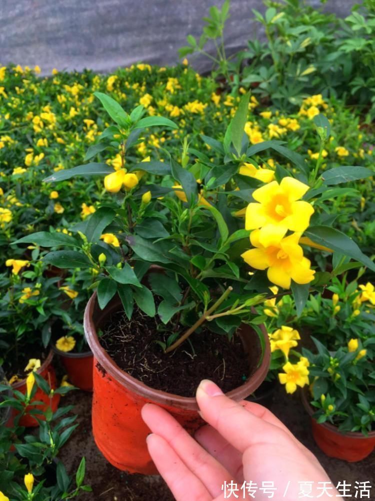 天冷|好闻的“香水花”，天冷开花一开开满盆，养一盆吧！