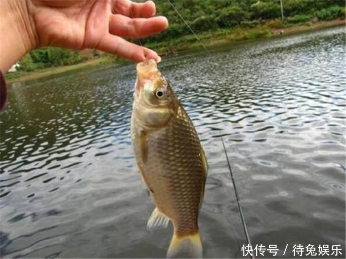 日本“假鲫鱼”入侵我国,比真鲫鱼还受欢迎,钓友一次钓一桶