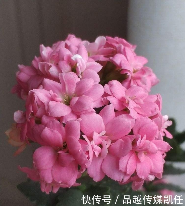 小平头|长寿花剪一刀,理个小平头,株型矮壮开花多