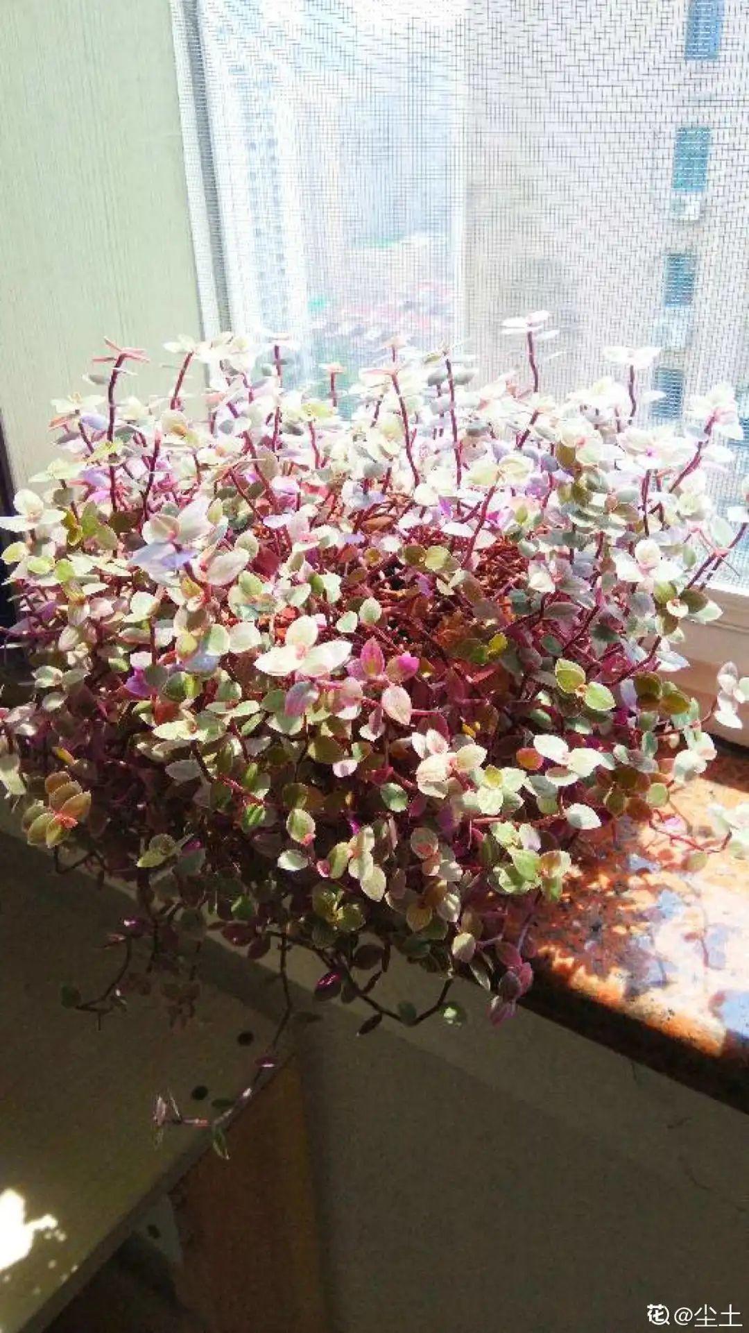 5种花真稀罕,叶子越晒越红彤彤,一盆能开20朵!