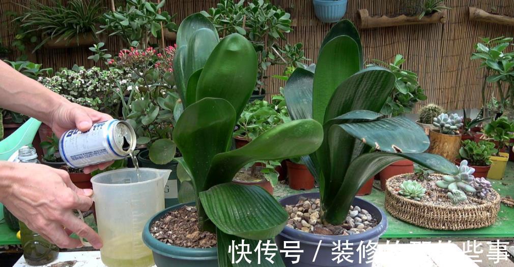 虎皮兰|4种花是“真酒鬼”，7天喝一勺，叶子油绿开花艳丽，比花肥好使