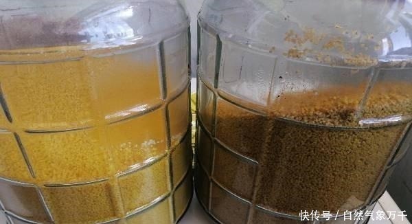 鱼情|都说酒米钓鱼好用,但学会搭配以后,这3种选择会上鱼更多