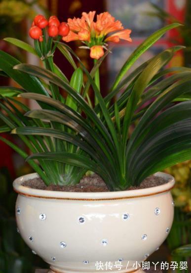 5款“长寿花”，摆在客厅上档次，越养价值越珍贵，值得拥有