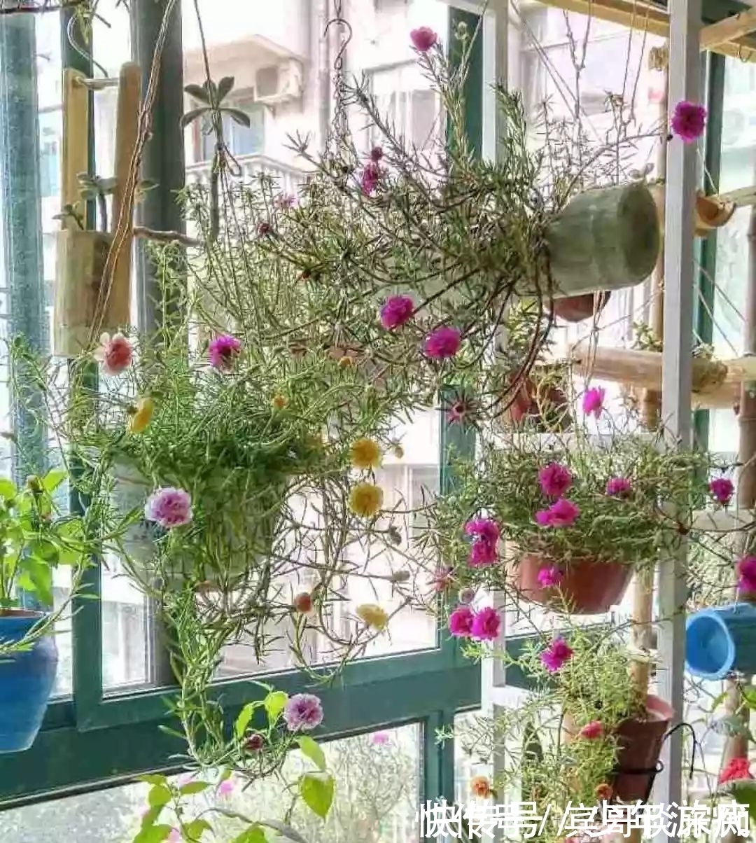 花园|养花技巧:客厅养一堆便宜花,一年四季开不停,没钱也能变花园!