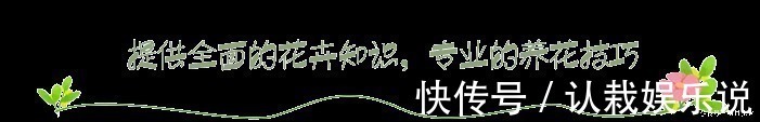 花苞|养茉莉这几招技巧不能少，安全过夏，枝头满是花苞