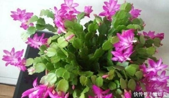 施肥|想要养好花,记住1句话,10种盆栽都能用,养1盆爆1盆!